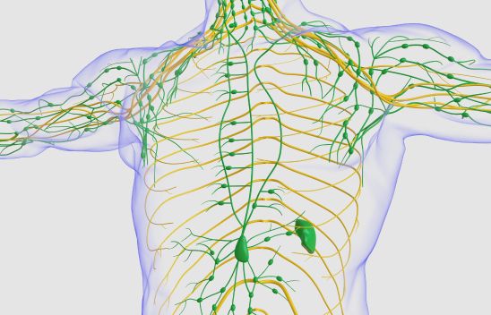Lymphatic system