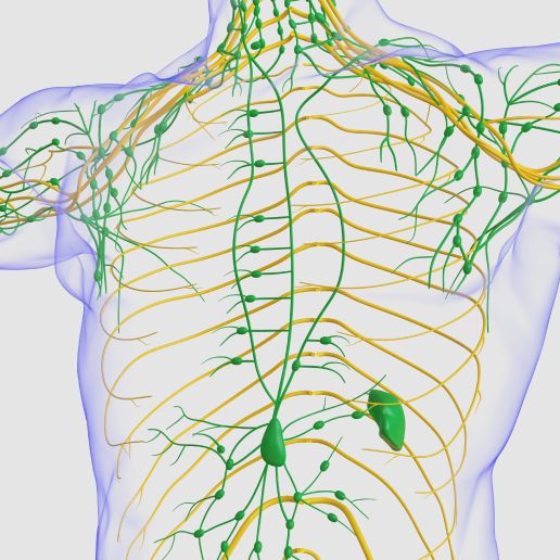 Lymphatic system